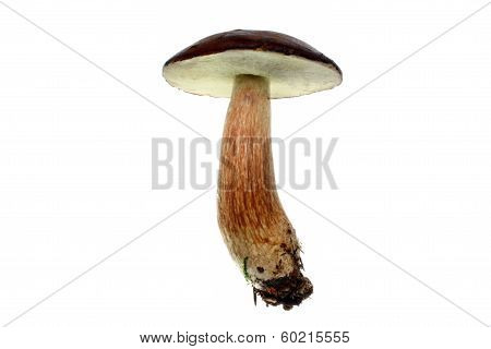Mushroom Isolated Xerocomus Badius
