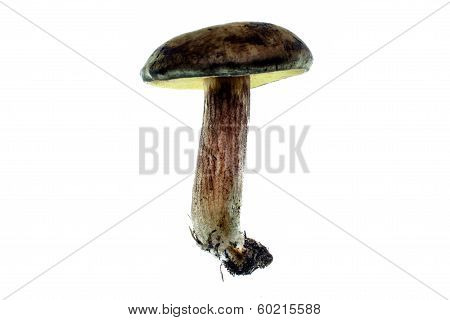Bolete Bunny