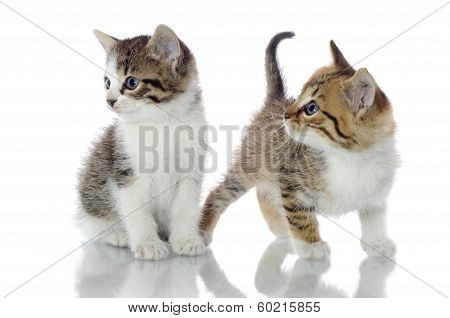Cute kittens