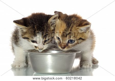 Kittens eating