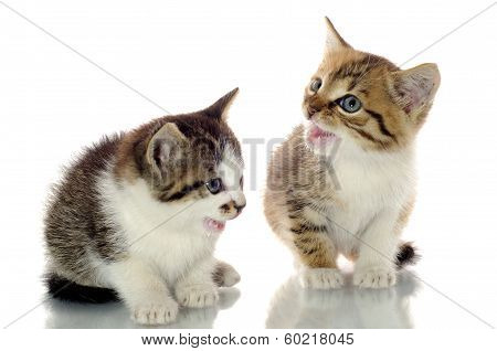 Cute Kittens