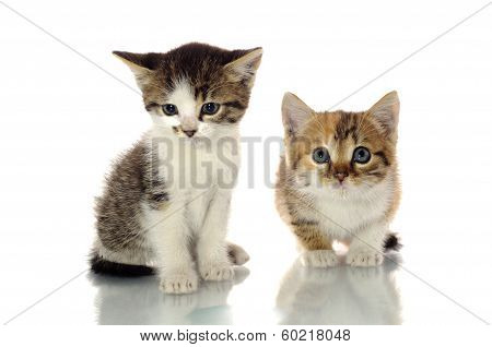 Cute Kittens