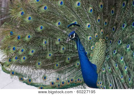Peacock Showing off its plumage
