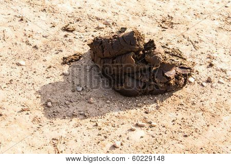 Cow Dung On Road