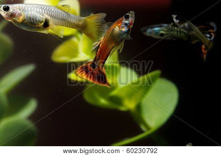 Guppy Multi Colored Fish