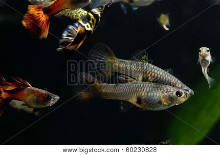 Guppy Multi Colored Fish