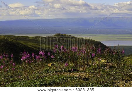 Hill top wild flowers