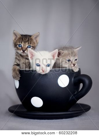 Three cute kittens sitting in large cup