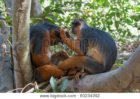 Female Western Red Colobus Monkey Grooming Her Mate