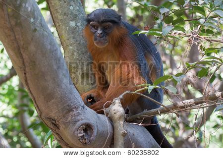Male Western Red Colobus Monkey