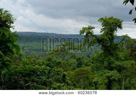 Cambodian Jungle