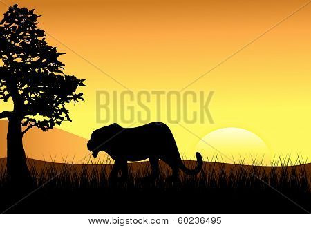 Sunset With Female Stalking Lion