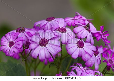 Garden Flowers
