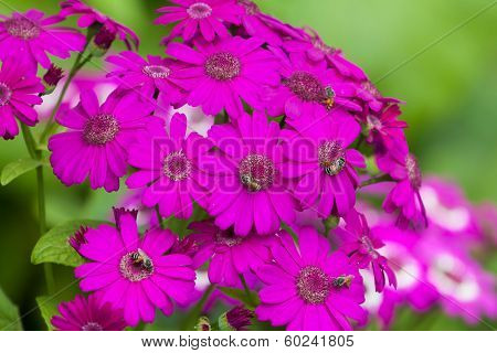 Garden flowers