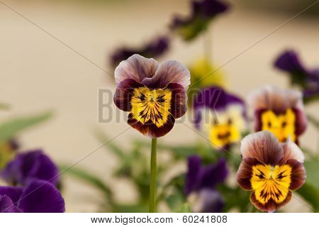Garden Flowers