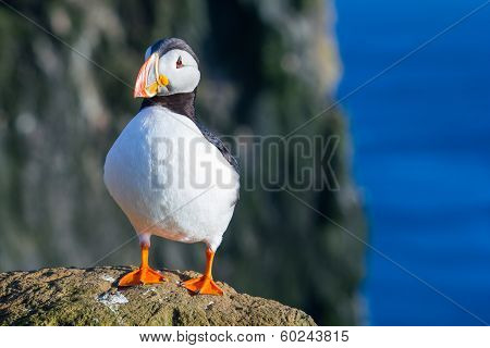 puffin