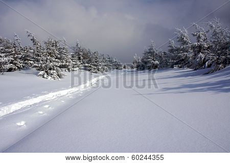 Snow-covered forest