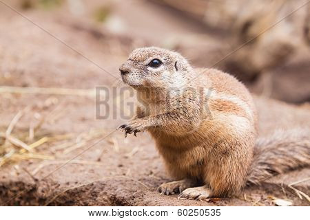 Cape Squirrel