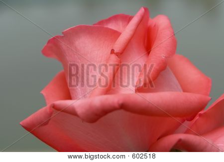 Rosa rossa