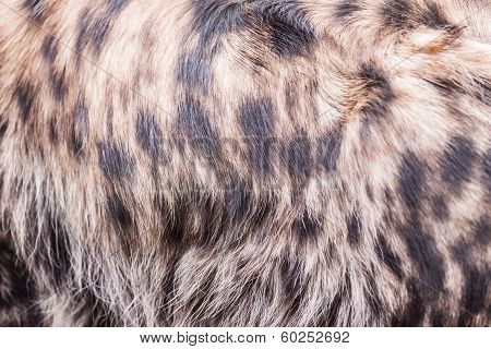 Hyena Pattern
