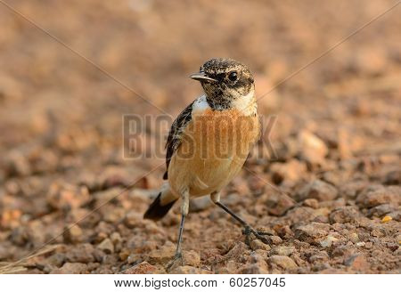 Male Eastern Stonechat (saxicola Stejnegeri)
