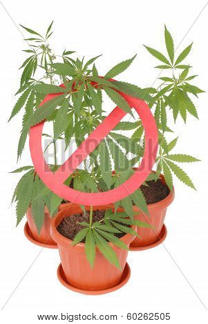 Hemp (cannabis) Drugs Interdiction