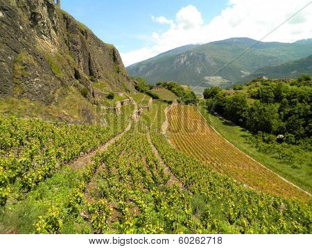 Vineyard Hill
