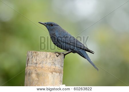 Blue Rock Thrush