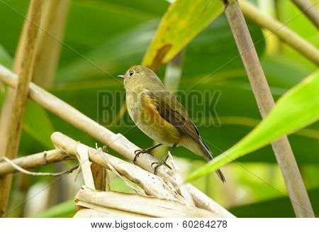 Female Red-flanked Bluetail (tarsiger Cyanurus)