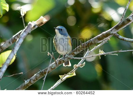 Male Red-flanked Bluetail (tarsiger Cyanurus)