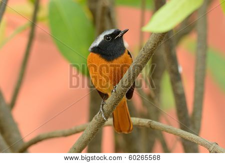Durian Redstart (phoenicurus Auroreus)