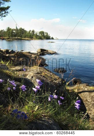 Blue flowers on the rock.