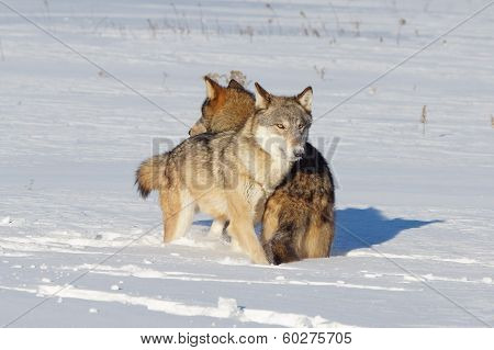 grey wolf