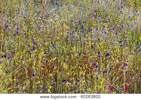 Eriocaulon Smitinandii Mold.flower (eriocaulaceae) Bloom Among  Grass
