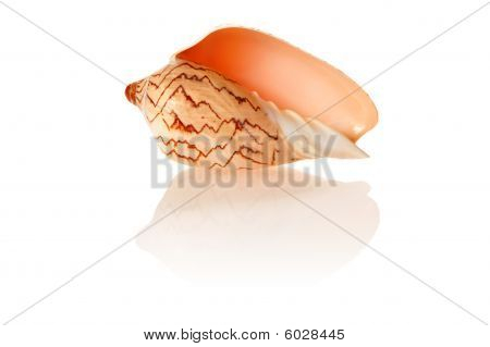 Shell