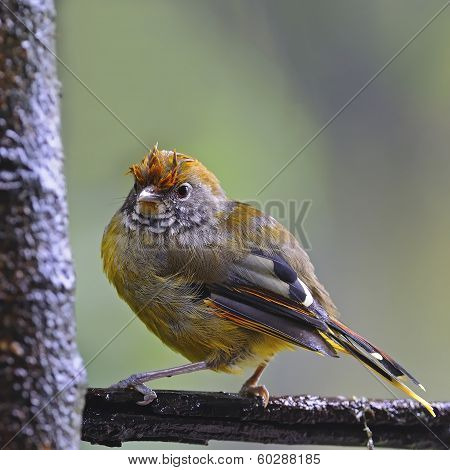 Chestnut-tailed Minla