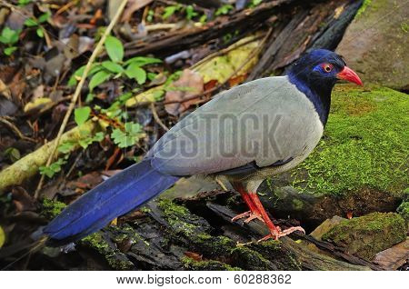Coral-billed Ground-cuckoo