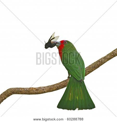 Female Red-bearded Bee-eater