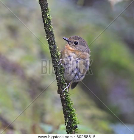 Female Snowy-browed Flycatcher