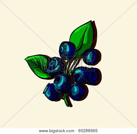 Vector illustration drawing of organic blueberries