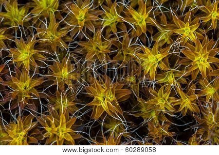 Moss' pattern
