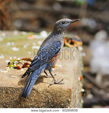 Blue Rock-thrush