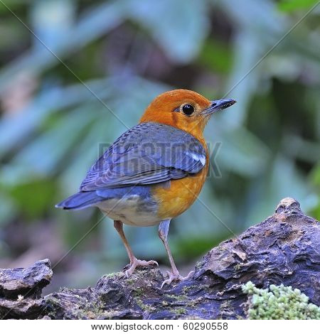 Orange-headed Thrush