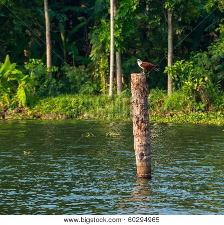The Bird Sits On A Log Standing In Water