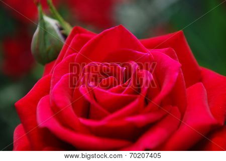 close of rose