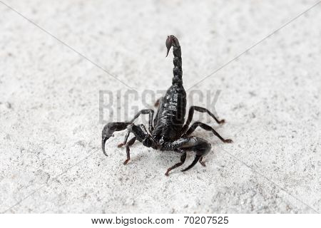Black Asian Forest Scorpion