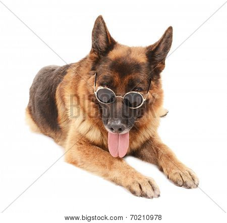 Funny cute dog in glasses isolated on white