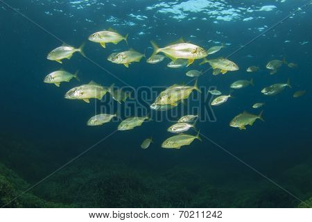 Amberjack fish hunt in packs