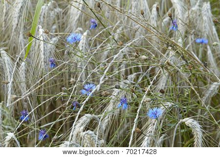 Blue Cornflowers