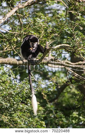 De Brazza Monkey Eating In Treetops Cercopithectus Neglectus